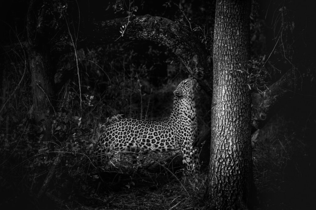 Monochrome Photography Awards 1 Harmony