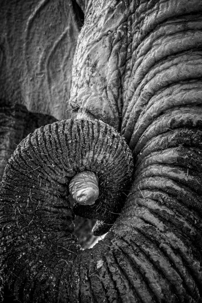 Monochrome Photography Awards 2 Protect Me